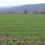 Poljoprivredni stručnjaci PSSS Negotin preporučuju obavezno prihranjivanje pšenice narednih dana.