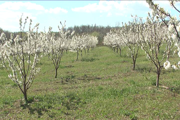 Sve češći zasadi trešnje u opštini Zaječar