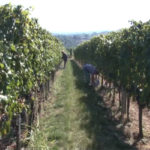 Zaštita vinove loze