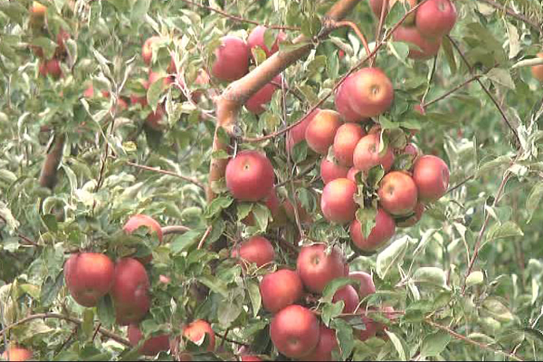 Negotin: Završena je ovogodišnja berba jabuke u Karbulovu