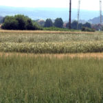 Dani polja u Zaječaru pomažu pri odabiru pšenice za setvu