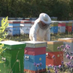 Zaječar: U utorak predavanje za pčelare