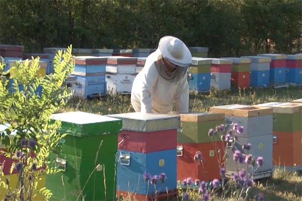 Zaječar: U utorak predavanje za pčelare