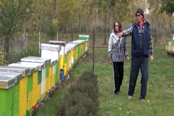 Država obezbeđuje podsticaje za pčelare (VIDEO)