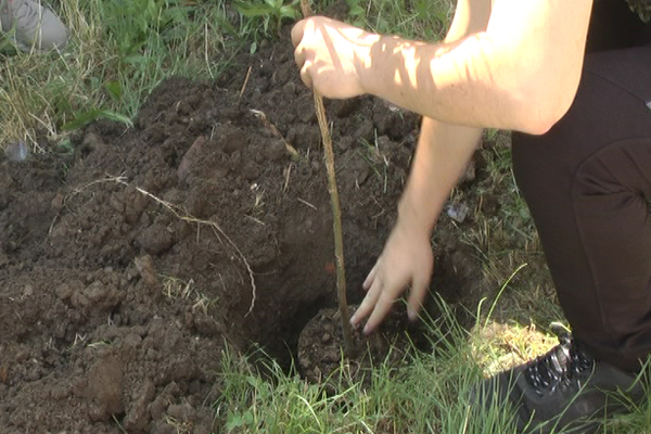 Sadnjom drveća srednjoškolci brinu o životnoj sredini (VIDEO)