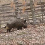 Proglašena epidemija afričke kuge divljih svinja u okolini Kladova i u Pirotskom okrugu