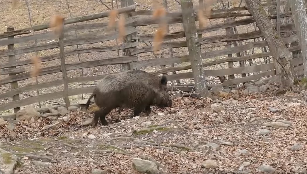 Proglašena epidemija afričke kuge divljih svinja u okolini Kladova i u Pirotskom okrugu