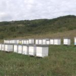 Opština Knjaževac ulaže u pčelarstvo