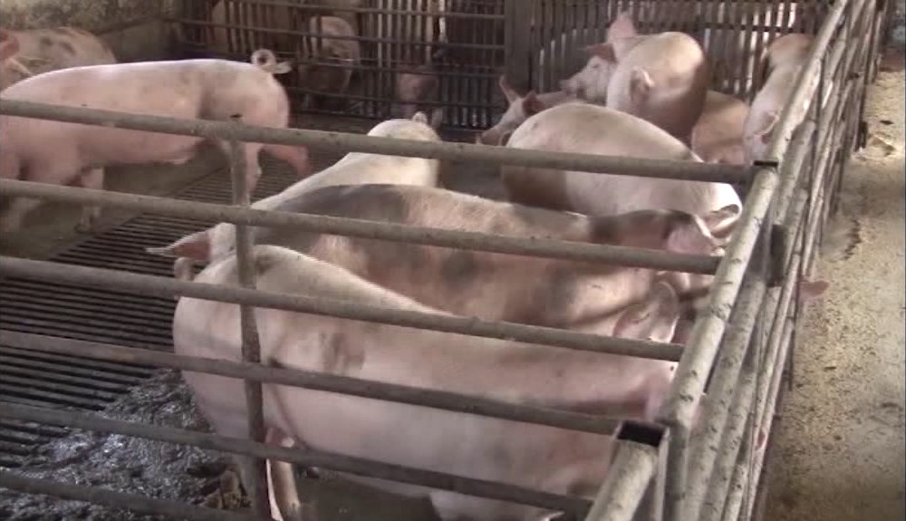 Preduzete mere u suzbijanju afričke kuge svinja u Aleksandrovcu