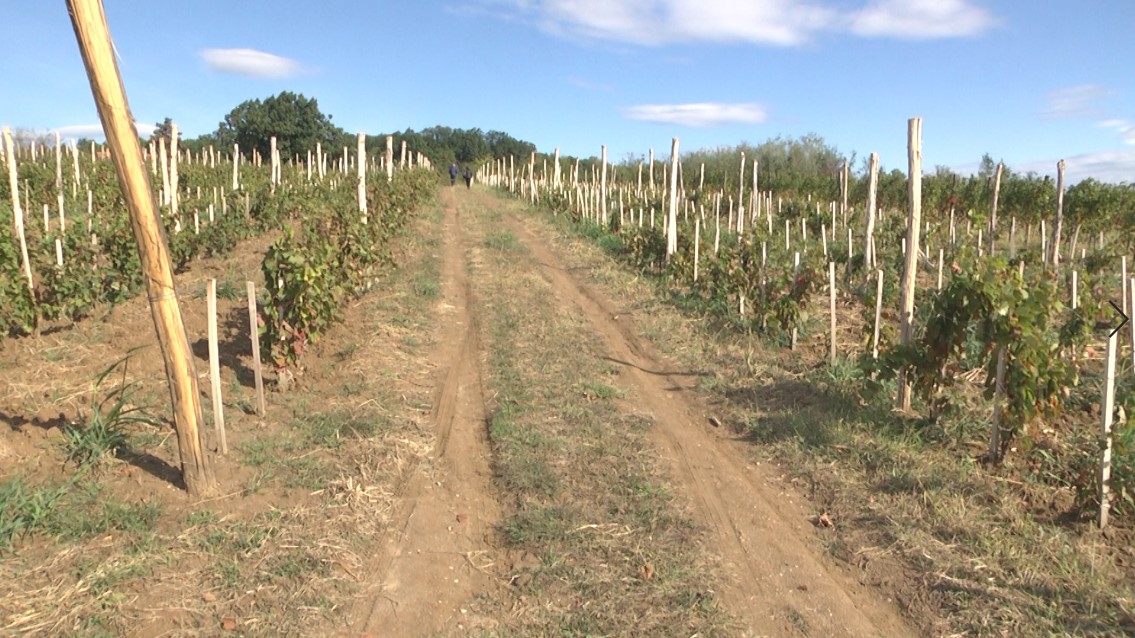 U toku je izrada vinogradarskog registra  za podučje borskog okruga