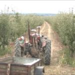 Program mera podrške za sprovođenje poljoprivredne politike  i politike ruralnog razvoja opštine Negotin u 2021.god.