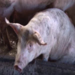 Afrička kuga svinja potvrđena na području Velikog Izvora