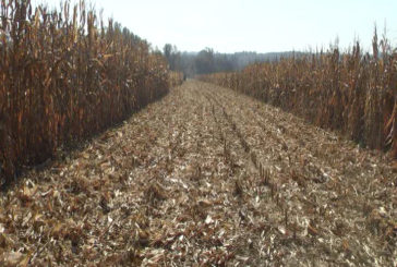 Berba kukuruza u borskom okrugu je skoro završena