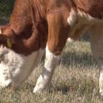 Pomoć uzgajivačima mlečnih krava