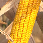 84 poljoprivrednika sa teritorije Borskog okruga ostvaruje pravo na merkantilni kukuruz