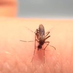 Najezda komaraca u zaječarskim selima