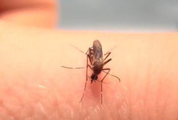 Najezda komaraca u zaječarskim selima