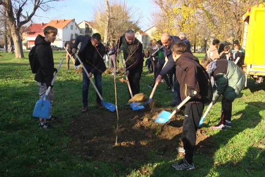 U toku je akcija pošumljavanja u park šumi 
